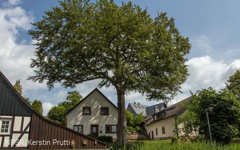 Rotbuche in Wenden-Heid