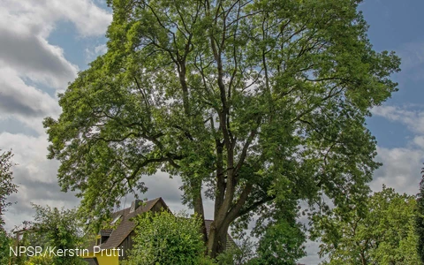 "Unsere" Esche in Büchen - ein beeindruckendes Naturdenkmal.