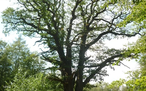 Eiche in Menden im NSG Luerwald