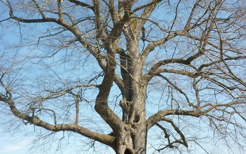 Winter-Linde in Kierspe