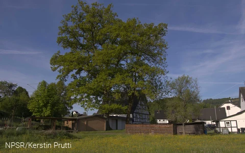 Heute leider kein Naturdenkmal mehr - aber immer noch ein beeindruckender Baum!