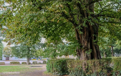 Sommer-Linde in Neuenrade