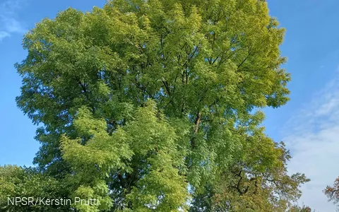 Bisher hat der Baum leider keine Samen getragen.