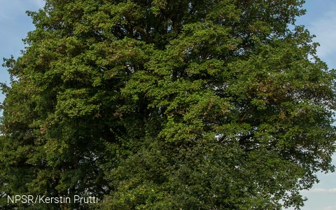 Feldahon in Attendorn-Ennest