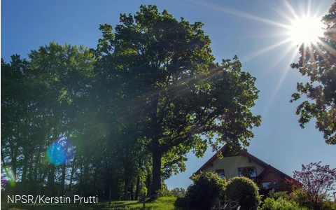 Ein schattiges Plätzchen unter der Eiche - was gibt es Schöneres?