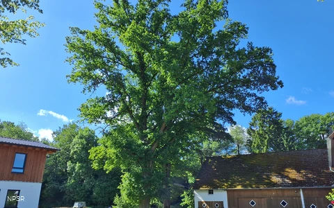 Stieleiche in Sundern-Recklinghausen