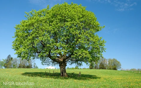 Ahorn bei Schlade, Drolshagen