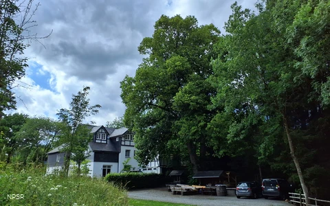 Linde in Meschede-Remblinghausen