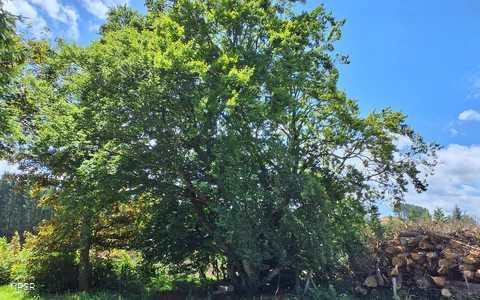 Rotbuche in Winterberg-Hesborn