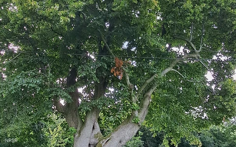 Linden in Meinerzhagen-Eick