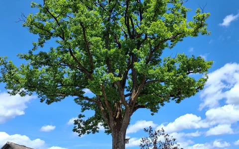 Traubeneiche in Hallenberg