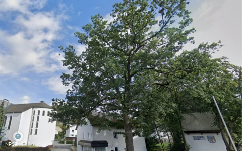 Eiche in Winterberg-Niedersfeld