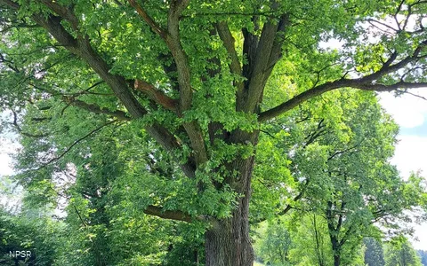 Eiche in Halver