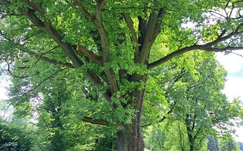 Eiche in Halver