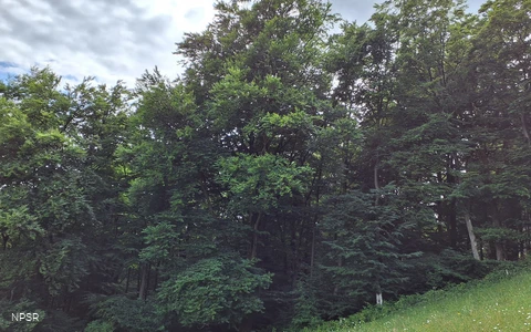 Rotbuche Schmallenberg-Mönekind