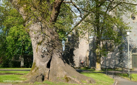 Stieleiche in Eslohe-Reiste
