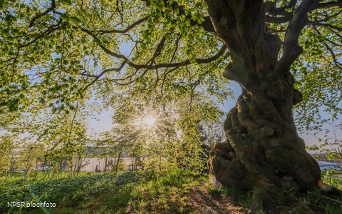 Rotbuche in Winterberg