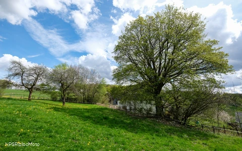 Berg-Ahorn in Herscheid