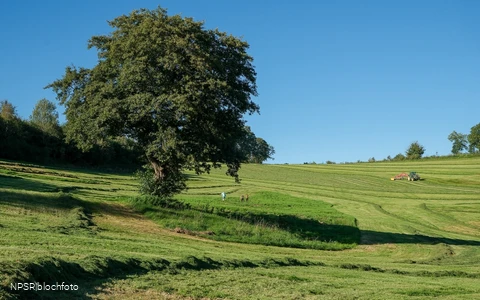 Schwarz-Erle in Balve-Garbeck