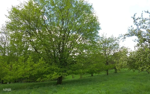 Gemeine Hainbuche in Meinerzhagen