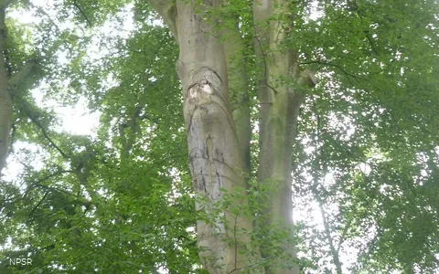 Rotbuche in Hemer zwischen Brockhausen und Bäingsen