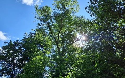 Esche in Sundern-Brenschede