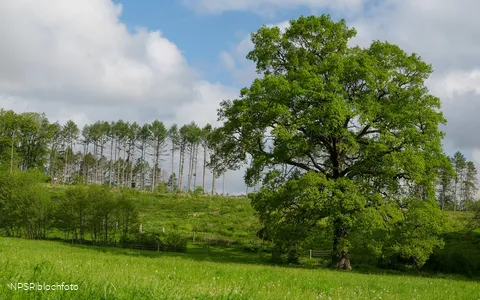 Eiche Hemer, Gut Bäingsen