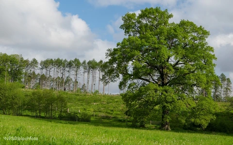 Eiche Hemer, Gut Bäingsen