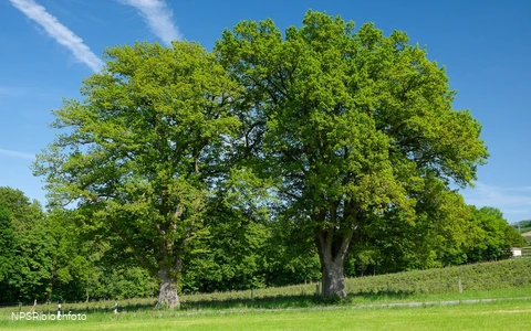 Stieleiche Bestwig-Heringhausen