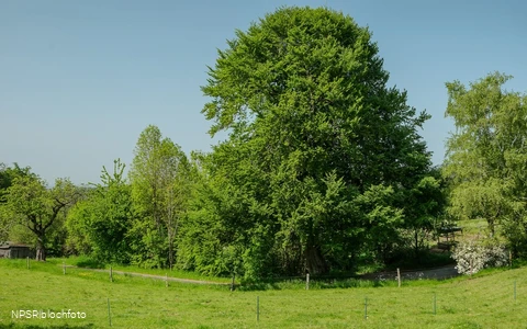 Rotbuche Iserlohn, Im Roland