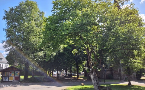 Hainbuche in Sundern-Endorf