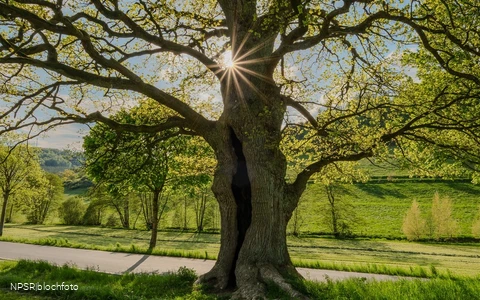 Stieleiche in Schmallenberg-Kirchilpe