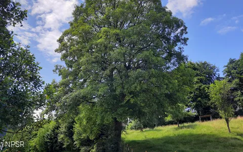 Bergahorn am Hof Kolwe