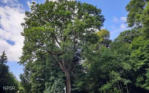 Grenzbaum mit Geschichte - die Kronprinzeneiche