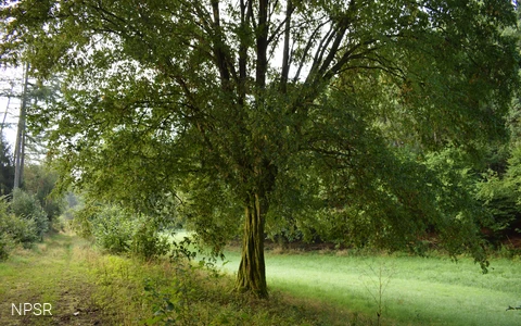 Hainbuche im Langenbachtal