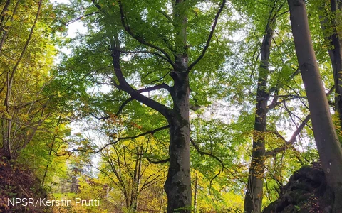 Wie dick der Stamm ist lässt sich auf dem Bild nur erahnen.