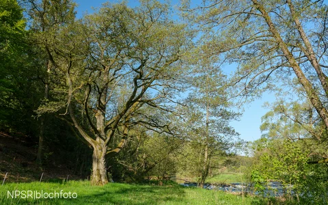 Schwarzerle in der Ederaue