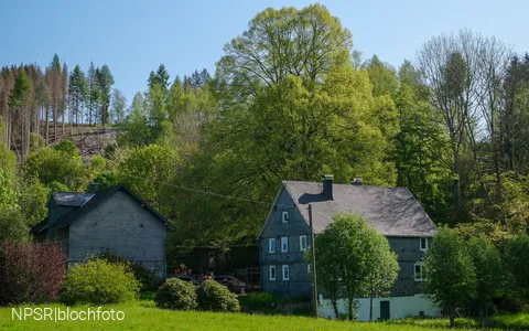 Weithin sichtbar - die Linde am Forsthaus Hülshof