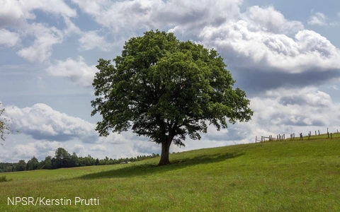 Spendet auch heute noch dem Vieh Schatten - unser Generationenbaum in Altenwenden