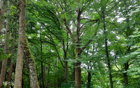 Friedrich-Vorlaender-Eiche in Allenbach