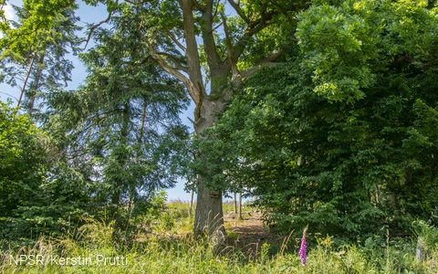 Diese Eiche steht oberhalb von Heggen und ist einer der ältesten Bäume in dem angrenzenden Wäldchen.