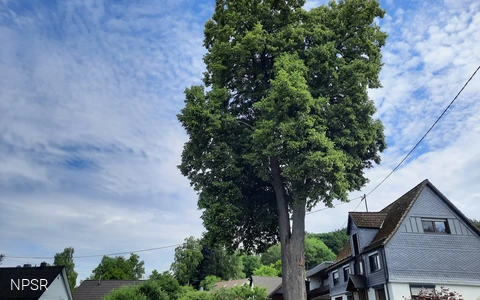 Mächtige Linde auf einem Privatgrundstück.