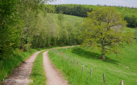 Nahe der SGV-Hütte Helden kommen Wanderer an unserem Generationenbaum vorbei.