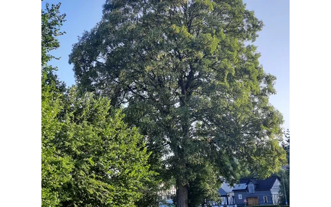 Bergahorn am Hof Kolwe
