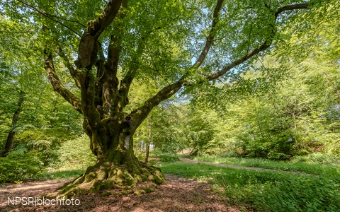 Eine imposante Erscheinung - die Dicke Buche in Krombach
