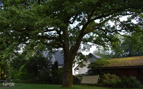 Auf  einem Privatgrundstück in Littfeld steht dieses Naturdenkmal.