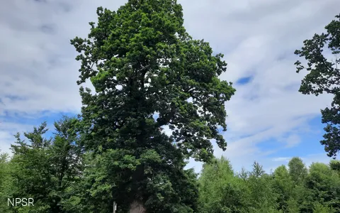 Grenzbaum dreier Gemarkungen - die Herzhäuser Eiche