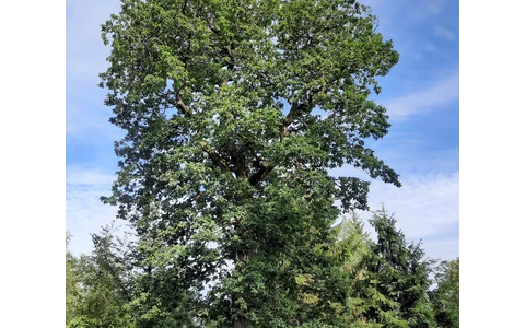Grenzbaum dreier Gemarkungen - die Herzhäuser Eiche