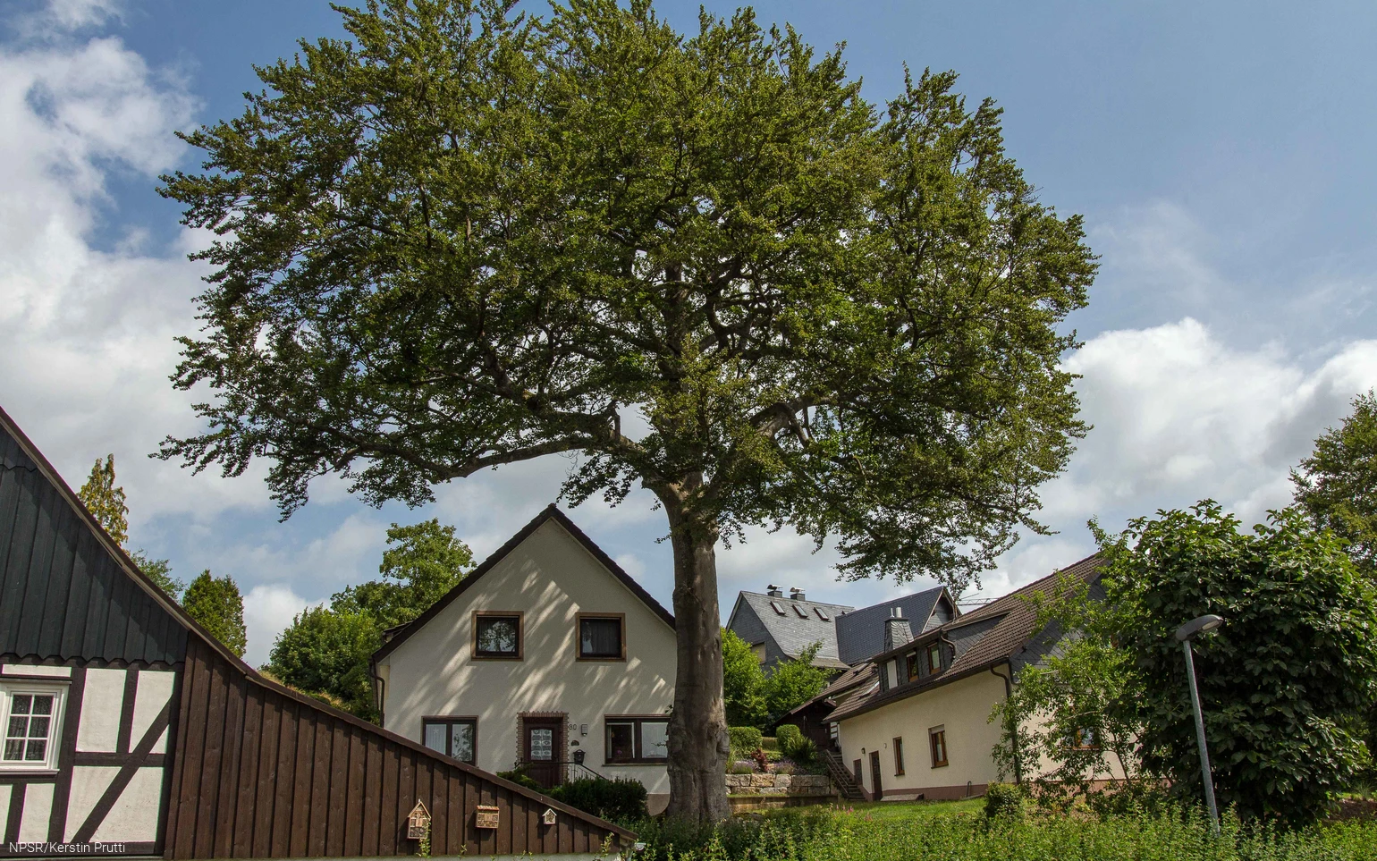 Rotbuche in Wenden-Heid