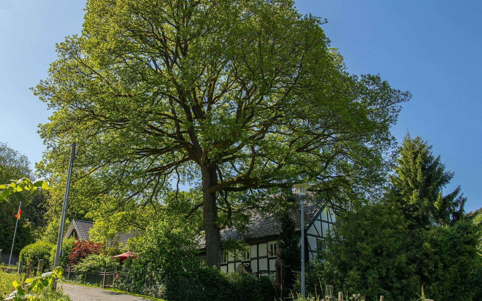 Baum trifft Fachwerkhaus - eine Idylle wie im Bilderbuch.
